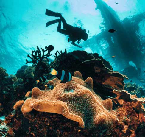 padi